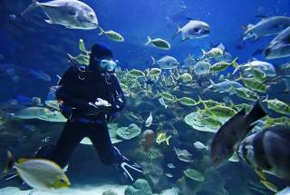 Antigua Scuba Diving